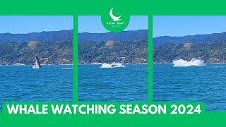 Whale Watching Adventure: Spectacular Humpback Whale Breaching