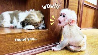 Monkey Kyo hid from Messi to sleep and an unexpected situation happened...!