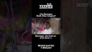 After surgery... Will Beongae be able to use his hind leg?