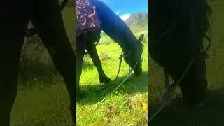 Horse ASMR #reallife #horse #horses  #farming #farmer #altay #altai #mountains #mountain #nature