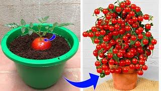 This FARMER is a GENIUS. Propagate plants from FRUIT and it's surprising | Relax Garden