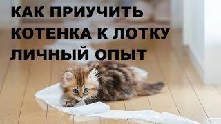 Как приучить котенка к лотку Личный опыт