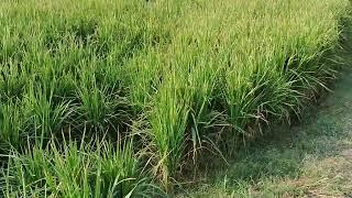 14 Acre Agriculture Land For Sale in Haryana | 9255380380 | #farming