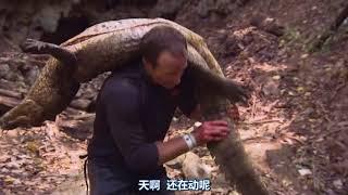 【貝爾野外美食】貝爾親自捕捉鱷魚！烤鱷魚肉 - 中文字幕 | 野外生存 Bear Wild Foods