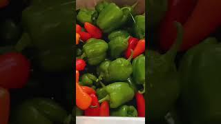 pepper abundance! 86 peppers off 8 plants! chopper here I come!