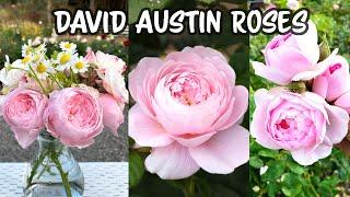 David Austin Roses My Collection 