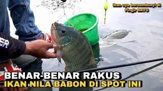 Benar benar Rakus ikan Nila Babon di spot ini sekali umpan turun langsung di makan