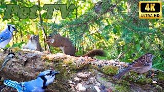 Entertain Your Cat or Dog with Pet TV | Squirrels and Blue Jays Feed Under a Spruce Tree