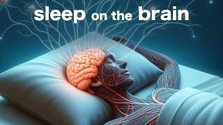 This Is What SLEEP Does to Your Brain