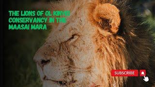 Lion Prides of Ol Kinyei, Maasai Mara: Insights from a Porini Safari Guide