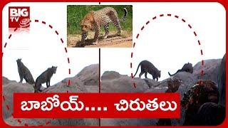 Leopard Migration In Kurnool | కర్నూలు జిల్లాలో చిరుత పులుల సంచారం | BIG TV Telugu News Channel