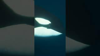 We Found The Ocean’s Deadliest Predator
