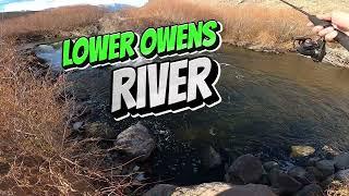 Fishing the Lower Owens River Wild Trout Section below Pleasant Valley Reservoir