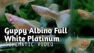 Guppy Albino Full White Platinum - For Sale