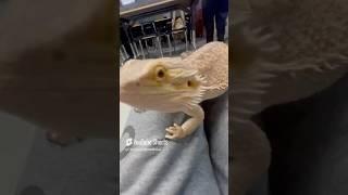 #beardeddragon #lizard #reptiles #trending #tiktok #ytshorts #2025 #soulmusic #soul #oldies