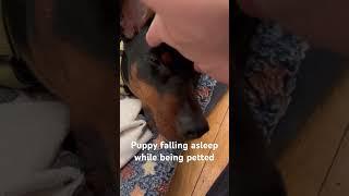 Puppy falling asleep while being petted #puppy #germanpinscher