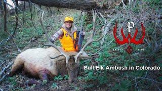 Bull Elk Ambush in Colorado with Kristy Titus