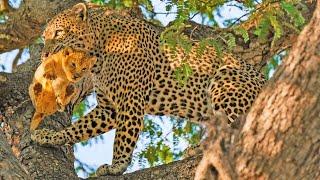 LEOPARD STEALS LION CUB