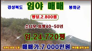 물번,423번) 송이,능이버섯 생산지,임야.24.720평 평당,2.800원 전부 7.000만원에 매매합니다 농림지역,임업용산지, 현황도로,비포장400m정도 들어가야 합니다,남서향