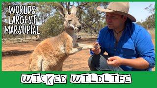 The Red Kangaroo - The Largest Marsupial on Earth