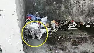 He's finding food in garbage, abandoned...