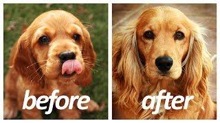 40 Dog Breeds Before and After Growing Up | Puppy to Adult HD