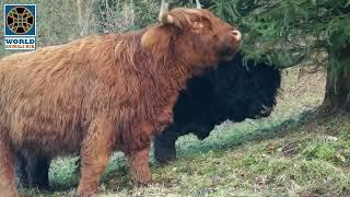 Quiet Bison - A Bison Running Wild on Wet Grounds | World Animals Hub