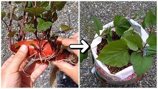 Sprouting [sweet potatoes] bought at the grocery store and growing them in a bag of soil.