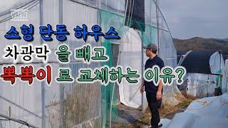 논산의 소형 단동하우스 차광막을 빼고 농업용  유백색 뽁뽁이로 교체했습니다 그 이유는?