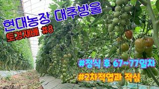 토경 영농일지 #8 대추방울토마토 토경재배 정식후 68~77일차  추가적엽 과 적심