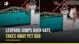 Viral Video: Leopard Jumps Over Gate Of House, Takes Away Pet Dog