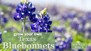 Sow Right Seeds | Texas Bluebonnet