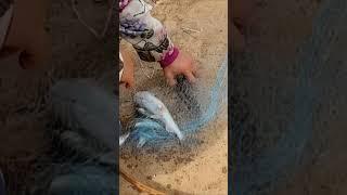 Real Life Fishing, Man Dip Net Fishing Under Dam [part 326]#fishing #fish #reallife