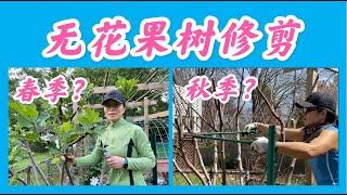 When is the best time to prune a fig tree？ 无花果树什么时期修剪最合适？