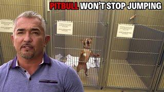 This Pitbull Miraculously Saves Other Dog Lives | Cesar 911 Season 2, Ep. 5 - Part 1