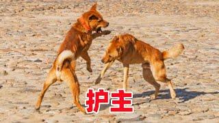 主人遭受攻击，猛犬会护主吗，狗的表现令人想哭