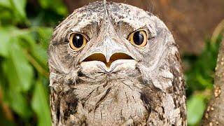 Your Life Will be Better After you Know About Frogmouths