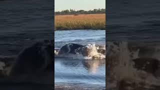 scarface lion chased in water by hippo 