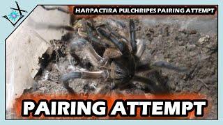 Harpactira pulchripes Pairing Attempt | Golden Blue Leg Tarantula【Tarantula Pairing Attempt】