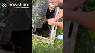 Airbnb Guests Rescue Trapped Ducklings || Newsflare