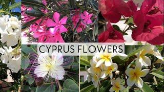 Big world of flower at Cyprus  | Неймовірні квіти Кіпрц