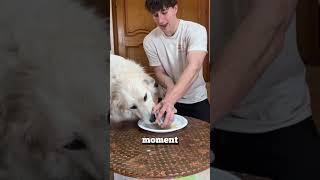 how protective your dog is ‍