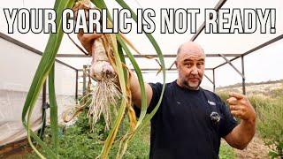 When to harvest your GARLIC [2 Signs] + fruit orchard abundance