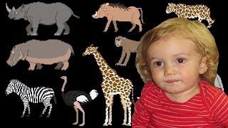 The Kids Picture Show Savanna Animals - Book Version Oskar's Video Response Response