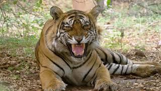 HCL and The Habitats Trust present – The Royal Bengal Tigers of India