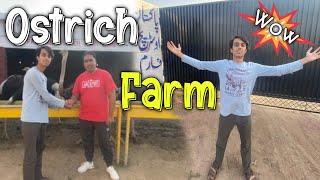 Visit Pakistan biggest ostrich farm.