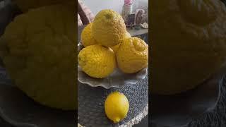 The bitter sweet of lemon #shorts  #lemon #fyp