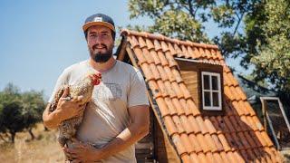 Rehoming Our Chickens - Life Off Grid in Central Portugal