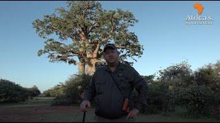 Hunting eland between giant boabab trees. Africa's Sportsman Show Ep 108