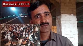 Lasani chicks and chicken company || Golden Misri Hen Farming in Pakistan || Desi Murgi Farm